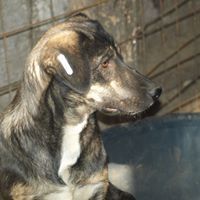 KYRO, Hund, Mischlingshund in Rumänien - Bild 7