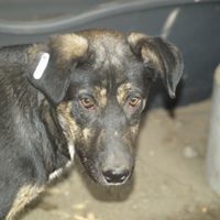 KYRO, Hund, Mischlingshund in Rumänien - Bild 8