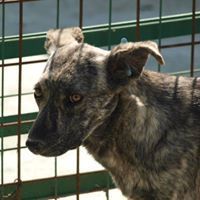 KYRA, Hund, Mischlingshund in Rumänien - Bild 1
