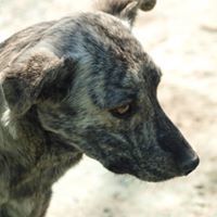 KYRA, Hund, Mischlingshund in Rumänien - Bild 2