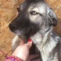 LEONIE, Hund, Mischlingshund in Rumänien - Bild 1