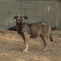 LEONIE, Hund, Mischlingshund in Rumänien - Bild 3