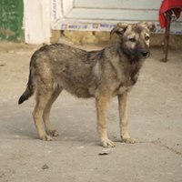 LEONIE, Hund, Mischlingshund in Rumänien - Bild 5