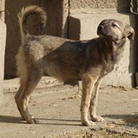 LEONIE, Hund, Mischlingshund in Rumänien - Bild 6