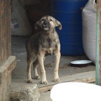 LEONIE, Hund, Mischlingshund in Rumänien - Bild 7