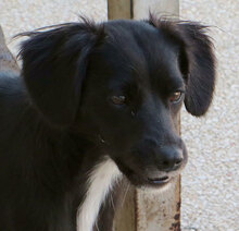 URSULA, Hund, Mischlingshund in Italien - Bild 12