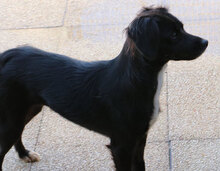 URSULA, Hund, Mischlingshund in Italien - Bild 13