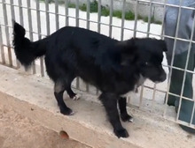 URSULA, Hund, Mischlingshund in Italien - Bild 2