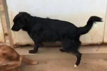 URSULA, Hund, Mischlingshund in Italien - Bild 4