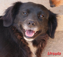 URSULA, Hund, Mischlingshund in Italien - Bild 6