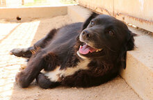 URSULA, Hund, Mischlingshund in Italien - Bild 8