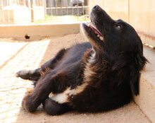 URSULA, Hund, Mischlingshund in Italien - Bild 9