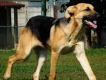 NIZO, Hund, Deutscher Schäferhund-Mix in Slowakische Republik - Bild 1