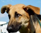 NIZO, Hund, Deutscher Schäferhund-Mix in Slowakische Republik - Bild 2