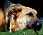 NIZO, Hund, Deutscher Schäferhund-Mix in Slowakische Republik - Bild 3
