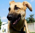NIZO, Hund, Deutscher Schäferhund-Mix in Slowakische Republik - Bild 4