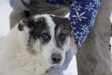 KESARIO, Hund, Hütehund-Labrador-Mix in Rumänien - Bild 1