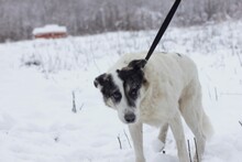 KESARIO, Hund, Hütehund-Labrador-Mix in Rumänien - Bild 2