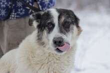 KESARIO, Hund, Hütehund-Labrador-Mix in Rumänien - Bild 3