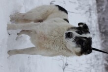 KESARIO, Hund, Hütehund-Labrador-Mix in Rumänien - Bild 4