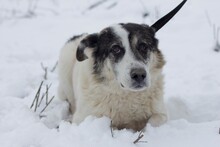 KESARIO, Hund, Hütehund-Labrador-Mix in Rumänien - Bild 5