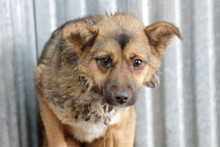 TINKA, Hund, Mischlingshund in Rumänien - Bild 1