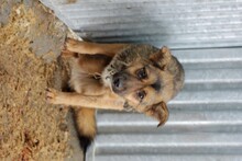 TINKA, Hund, Mischlingshund in Rumänien - Bild 2