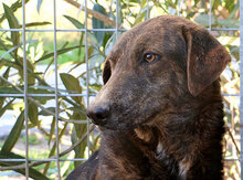 TINA, Hund, Mischlingshund in Italien - Bild 13
