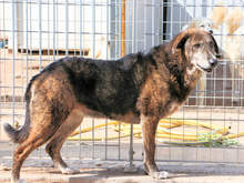 TINA, Hund, Mischlingshund in Italien - Bild 4
