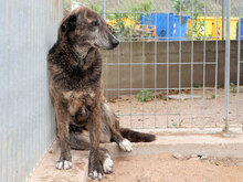 TINA, Hund, Mischlingshund in Lahnau - Bild 19