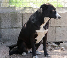 TILDE, Hund, Mischlingshund in Italien - Bild 13