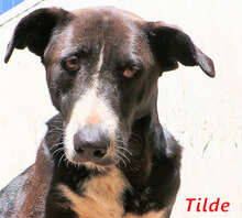 TILDE, Hund, Mischlingshund in Italien - Bild 6