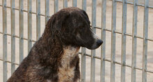TIGRE, Hund, Mischlingshund in Italien - Bild 20