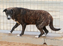 TIGRE, Hund, Mischlingshund in Italien - Bild 21