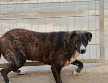 TIGRE, Hund, Mischlingshund in Italien - Bild 22