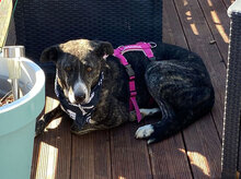 TIGRE, Hund, Mischlingshund in Lahnau - Bild 11