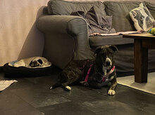 TIGRE, Hund, Mischlingshund in Lahnau - Bild 12