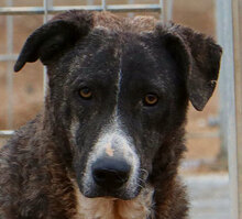 TIGRE, Hund, Mischlingshund in Lahnau - Bild 17