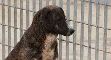 TIGRE, Hund, Mischlingshund in Lahnau - Bild 20