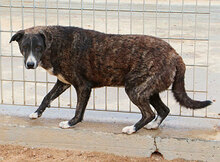 TIGRE, Hund, Mischlingshund in Lahnau - Bild 21