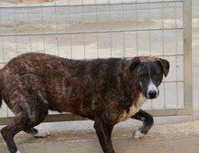TIGRE, Hund, Mischlingshund in Lahnau - Bild 22