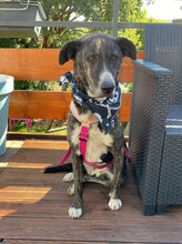 TIGRE, Hund, Mischlingshund in Lahnau - Bild 9