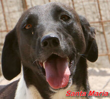 SANTAMARIA, Hund, Mischlingshund in Italien - Bild 1