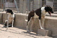 SANTAMARIA, Hund, Mischlingshund in Italien - Bild 10