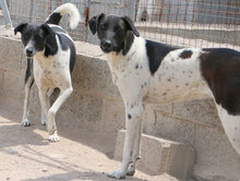 SANTAMARIA, Hund, Mischlingshund in Italien - Bild 11