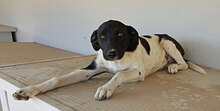 SANTAMARIA, Hund, Mischlingshund in Italien - Bild 15