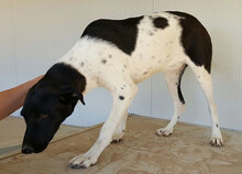 SANTAMARIA, Hund, Mischlingshund in Italien - Bild 17