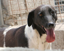 SANTAMARIA, Hund, Mischlingshund in Italien - Bild 2
