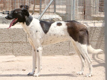 SANTAMARIA, Hund, Mischlingshund in Italien - Bild 3