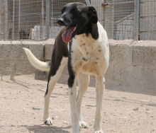 SANTAMARIA, Hund, Mischlingshund in Italien - Bild 4